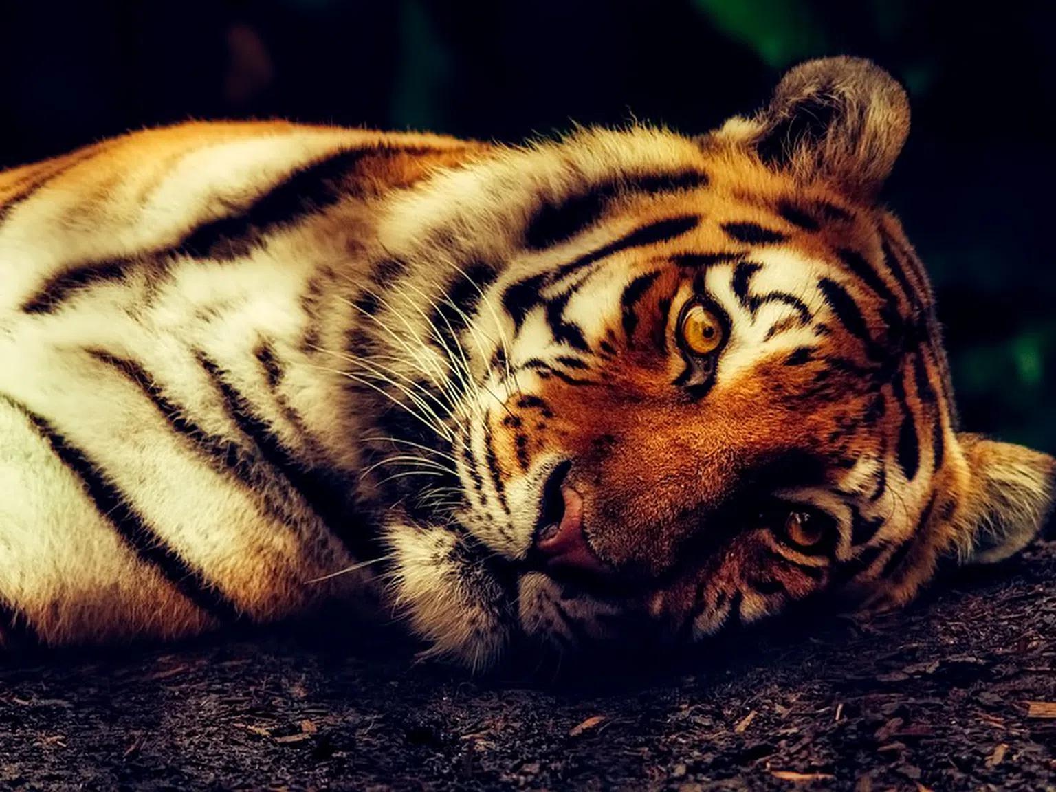 В Световния ден за защита на животните си припомняме 11 вида, които скоро няма да обитават Земята