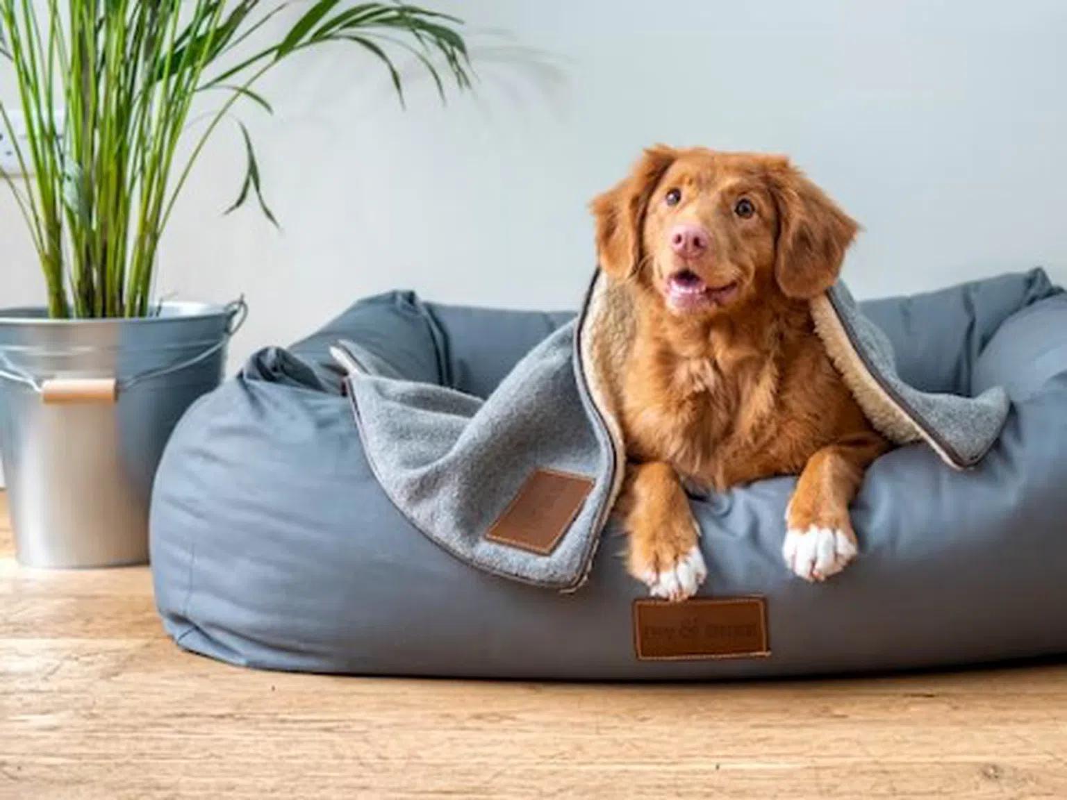 Кучето рита чаршафите или драска пода - дали трябва да се притесняваме?