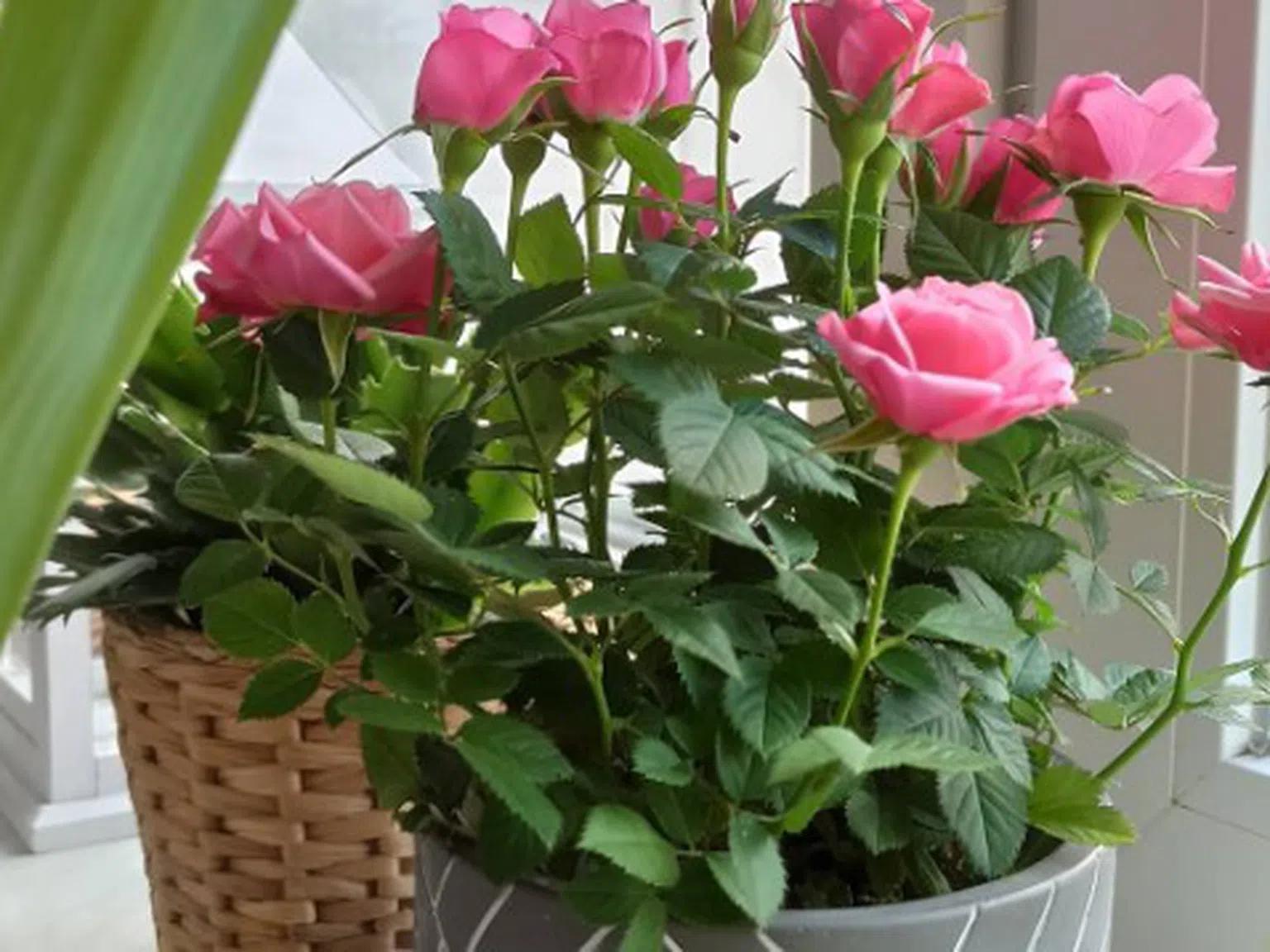 Опитните домакини знаят как да се грижат за рози в саксия без да увехнат
