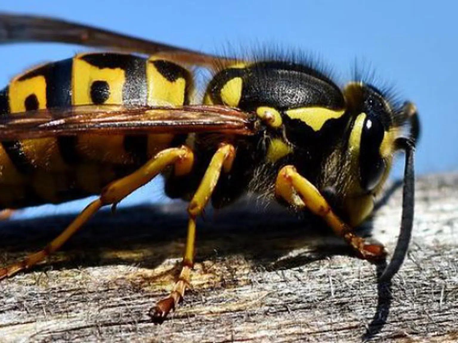 Природен цяр от стар пчелар - какво да правим при ухапване от пчела, оса или стършел
