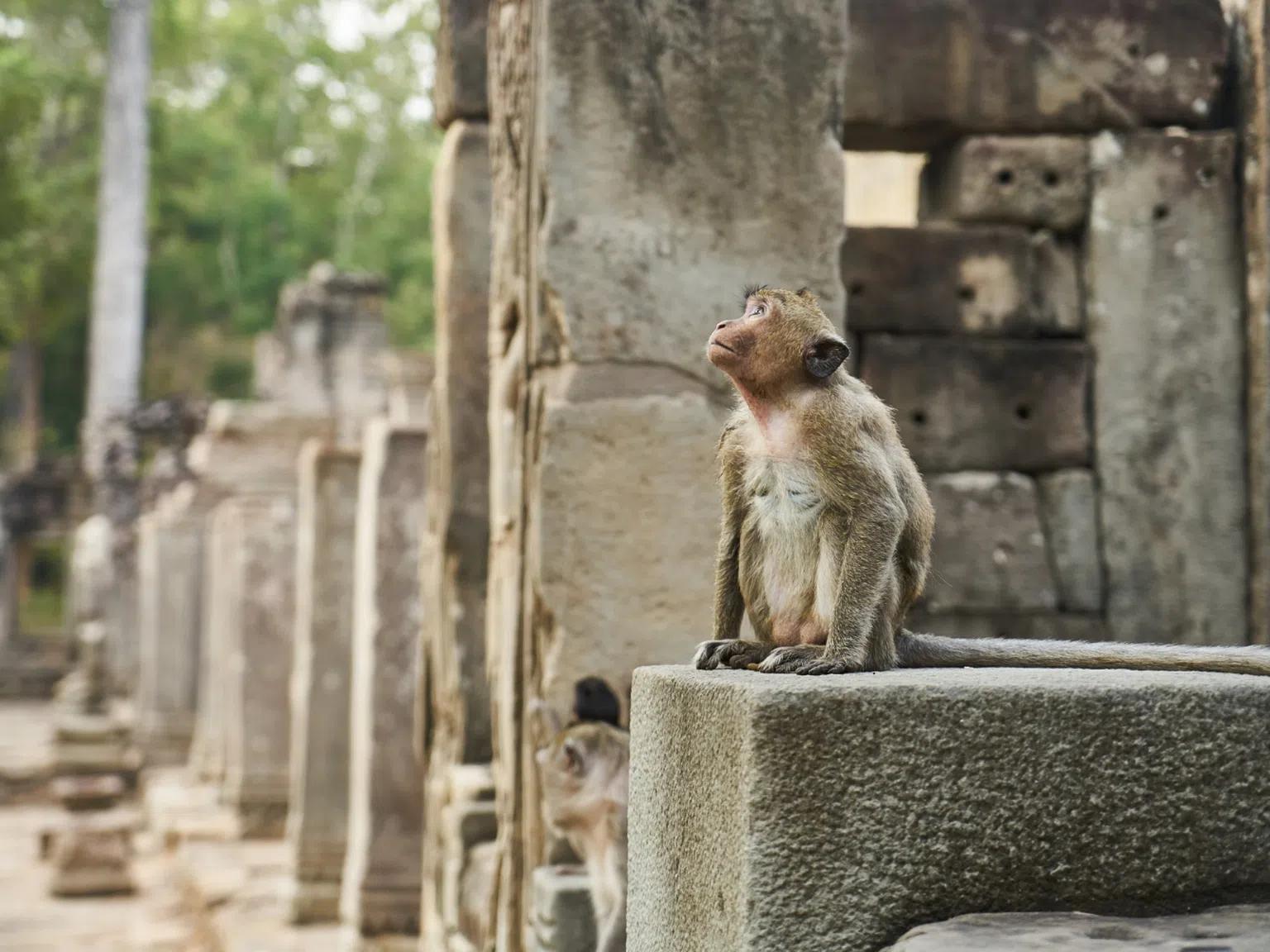 Ако сте решили да посетите Камбоджа, внимавайте: Маймуна "налази" турист, докато спи