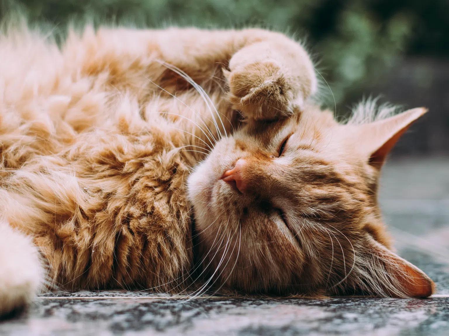 Какво означава, когато котката спи по гръб