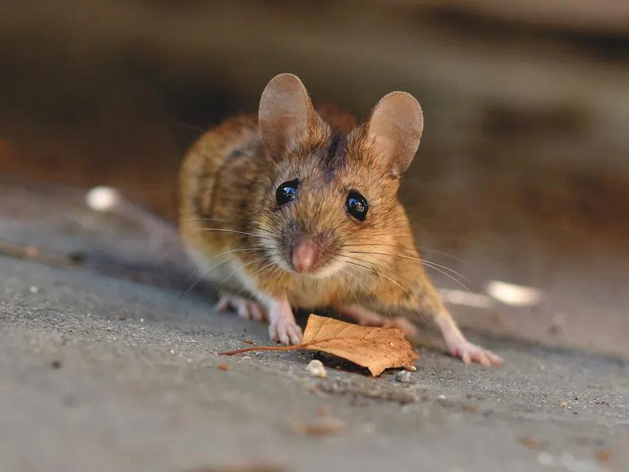 Опитните домакини знаят как да изгонят мишките, без да ги убиват